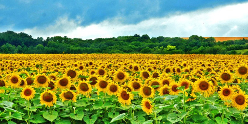 Sunflowers fields in the Aude district