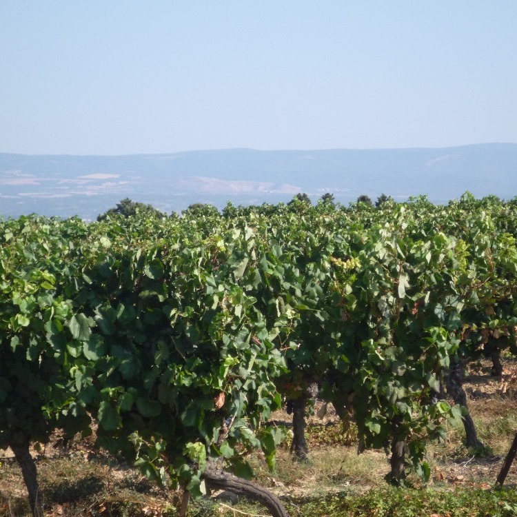 vineyards in Carcassonne