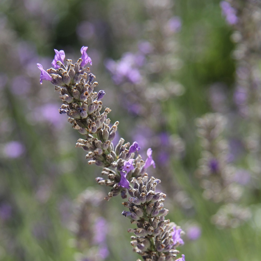 lavender in the garden 