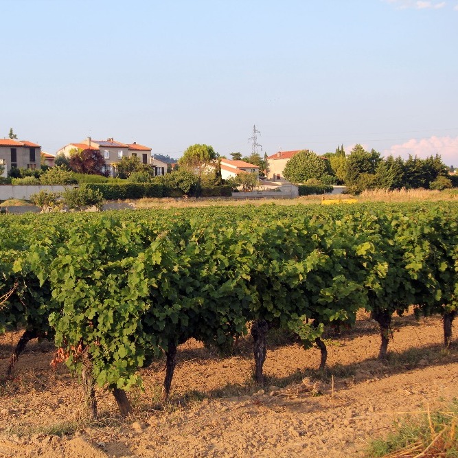 wijngaarden vanuit onze villa in Cazilhac
