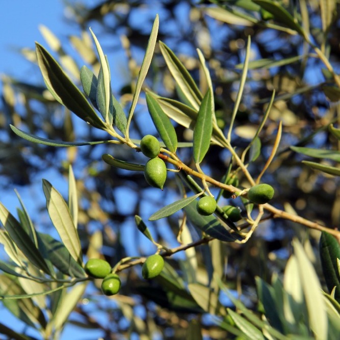 2 large olive trees on our grounds giving 50KG per year