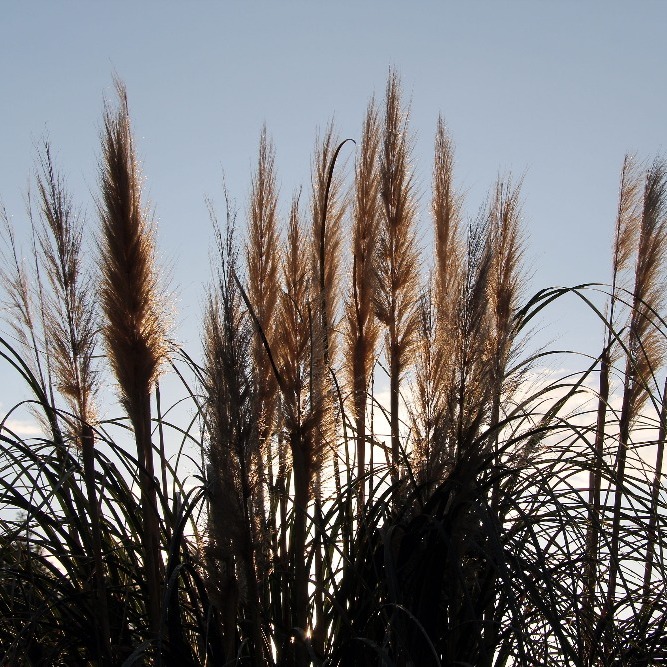 reed plumes in our garden