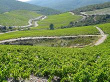 Vineyards in Fitou district
