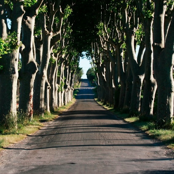 de weg naar Cazilhac met Platanen bomen